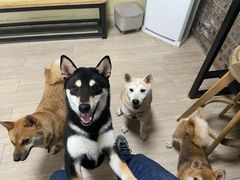 -柴犬高等学院·狗咖·柴犬售卖·宠物训练