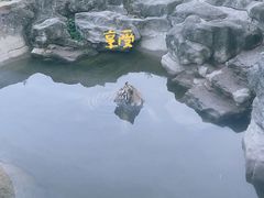 -深圳野生动物园