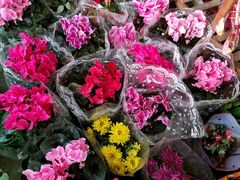 -沪花拾者(好再来花卉鲜花店)