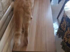 -平行世界·猫咖(首经贸店)