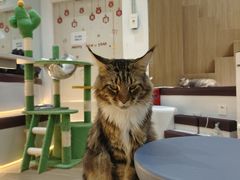 -COLOR PETS 撸猫馆·购猫·猫咖(长风大悦城店)