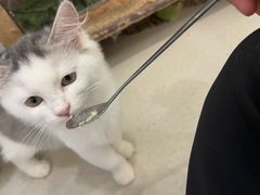 -共舞时光猫咖·狗咖(新街口店)