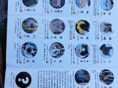 -喵屿·大理花园猫咖