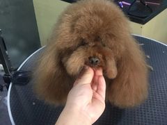 -美联众合动物医院(唯恩分院)