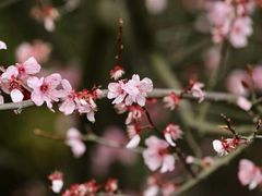 -花开海上生态园