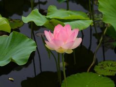-荷塘月色湿地公园·向阳花洲