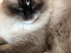 -Let's go狗咖·猫咖·奶狗·桌游(春熙路IFS店)