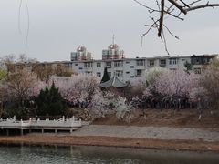 -桃花堤公园