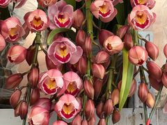 -龙大花卉苗木市场