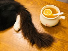 -猫色咖啡·猫咖