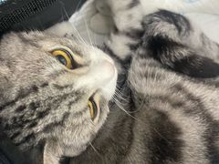 -爱侣宠医·鹦鹉专科·小型哺乳类·异宠专科(灵石路店)