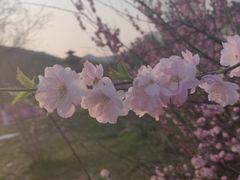 -棒棰岛宾馆景区