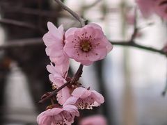 -洛阳市隋唐城遗址植物园