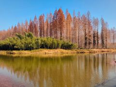 -黄海国家森林公园