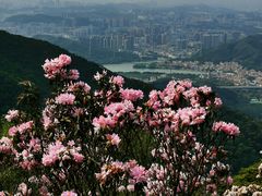 -梧桐山风景名胜区
