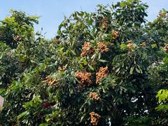 -露天矿生态公园