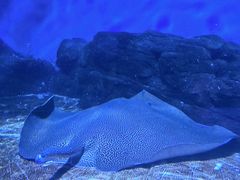 -上海海洋水族馆