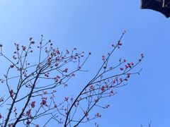 -桃花岭景区