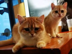 -这儿没有猫·猫咖萌宠馆·撸猫