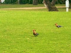 -三亚海棠湾万丽度假酒店