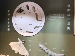 -太湖雪蚕桑文化园