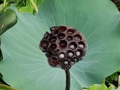-荔湾湖公园
