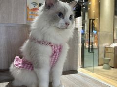 -藏猫猫咖啡主题馆(中央大道店)