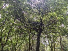 -重庆彩云湖湿地公园