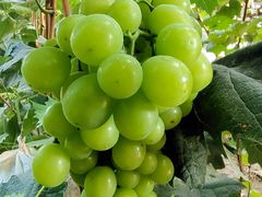 -庞各庄翠芳园西瓜蔬菜基地采摘园