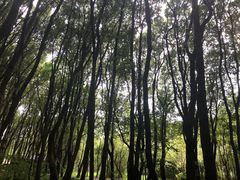 -同里国家湿地公园