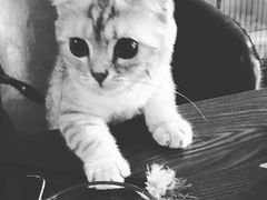 -名猫咖啡馆·撸猫·拼豆