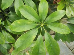 -广西壮族自治区药用植物园