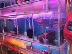-清平路水族市场