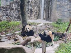 -都江堰中华大熊猫苑