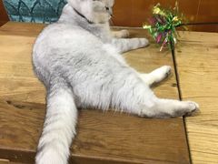 -李小姐の猫咖啡馆(五角场店)