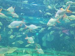 -芜湖新华联大白鲸海洋公园