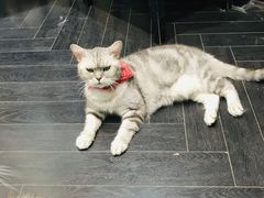 -猫色咖啡·猫咖