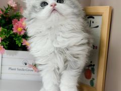 -小猫来了·猫舍(红山六九七九店)