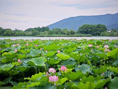 -长田漾湿地公园