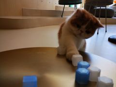 -飞行喵MR PILOT|猫舍·猫咖(静安大融城店)