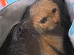 -瑞派福兴宠物医院犬猫全科·骨科·中西医结合(河东店)