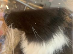 -Pets First伊珊娜洗护·精致美容·家庭式寄养(新会路店)