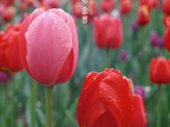 -成都市文化公园