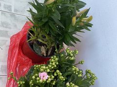 -朝来春花卉市场