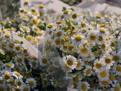 -循礼门鲜花花市(武汉循礼门店)