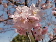-顾村公园