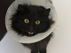 -瑞派·关忠动物医院·猫专科·犬专科(三环新城店)