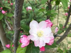 -海棠花溪(元大都城垣遗址公园)