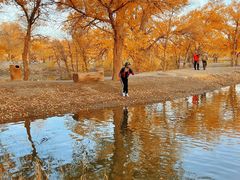 -金塔沙漠胡杨林景区