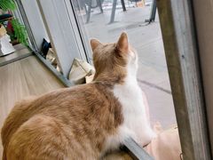 -藏猫猫咖啡主题馆(中央大道店)